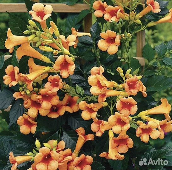 Кампсис лиана