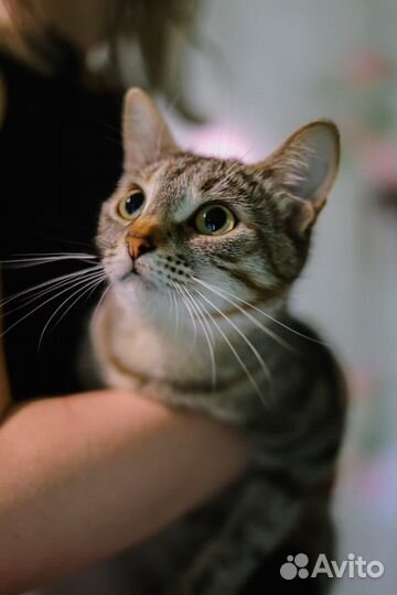 Ласковый пушистый котик ищет уютный дом