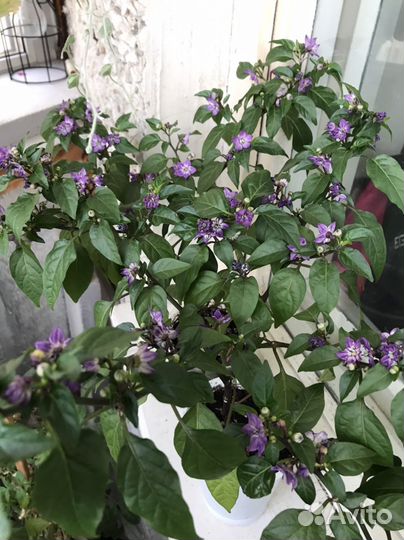 Перец комнатный острый