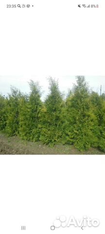 Туя брабант 170-180см