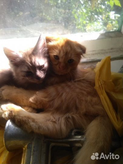 Отдам бесплатно