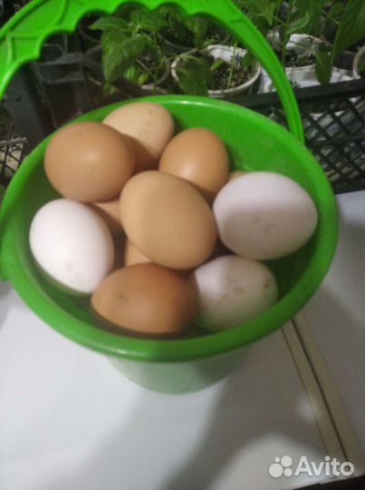 Домашние куриные яйца