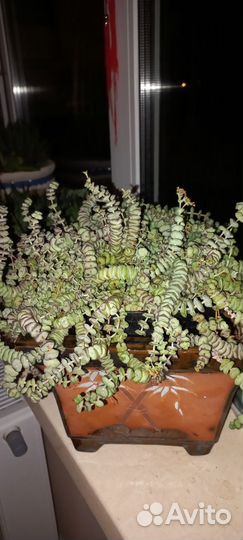 Толстянка продырявленная