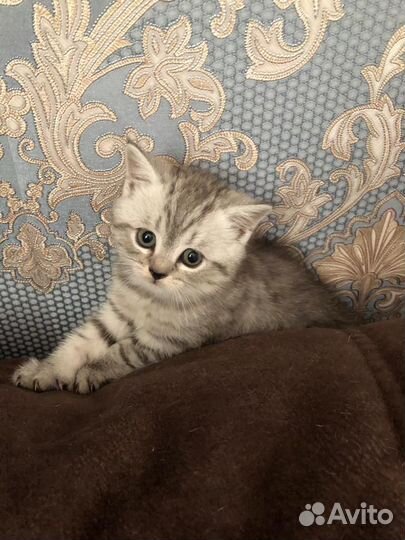 Британский котенок