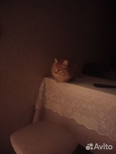 Кот для вязки