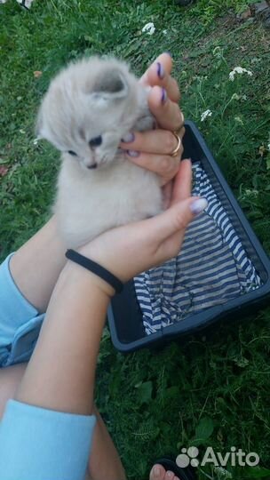 Вислоухие котята