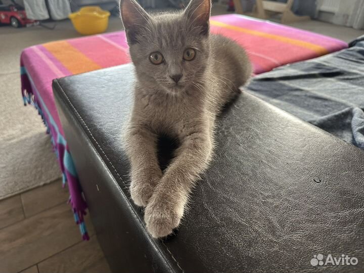 Отдам кота в добрые руки