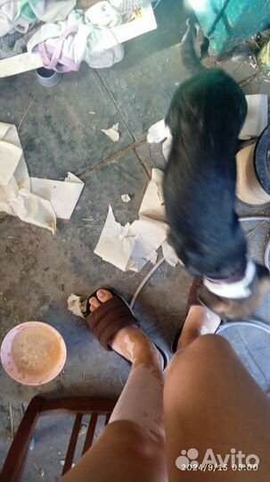 Продам щенка дворнажку