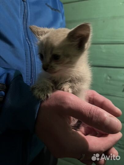 Котенок мальчик