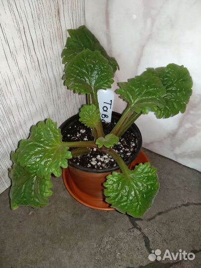 Примулины (Хириты) сортовые