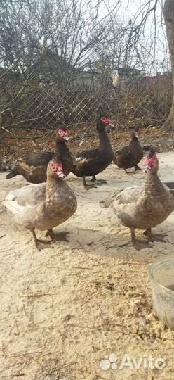 Мускусные утки