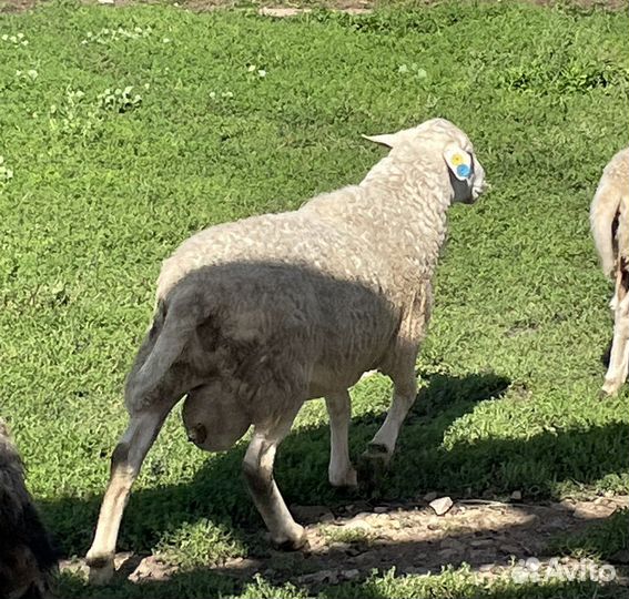 Баран катумский