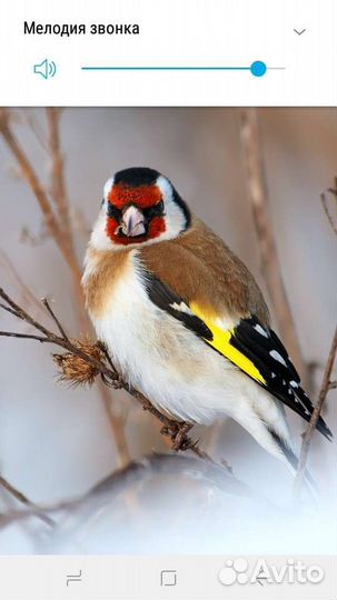 Птички лесные