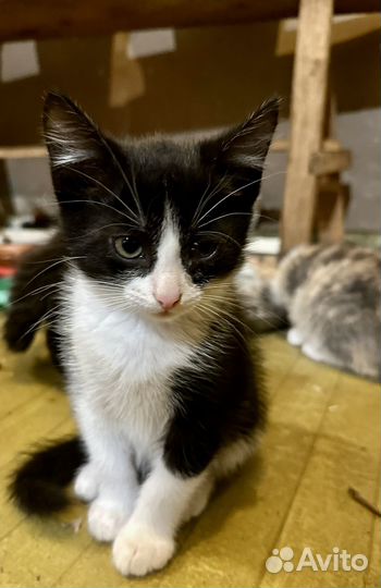 Котенок мальчик бесплатно