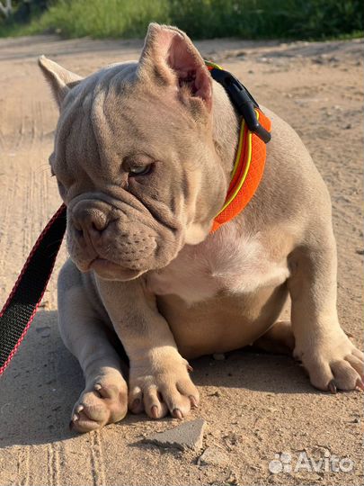 Американский булли