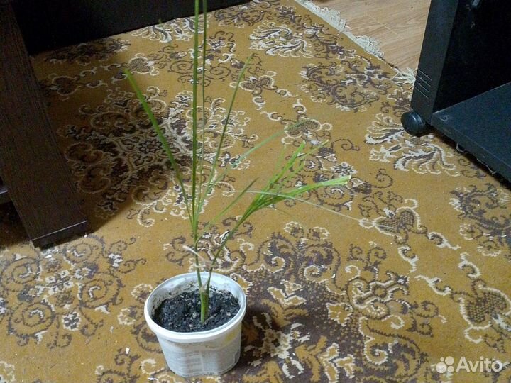 Финиковая пальма