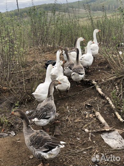 Гуси индейки утки в продоже