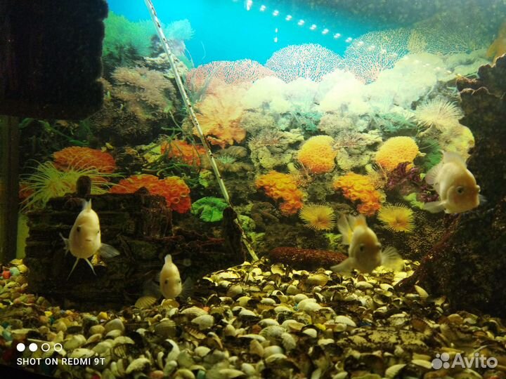 Аквариумные рыбки Цихлазома