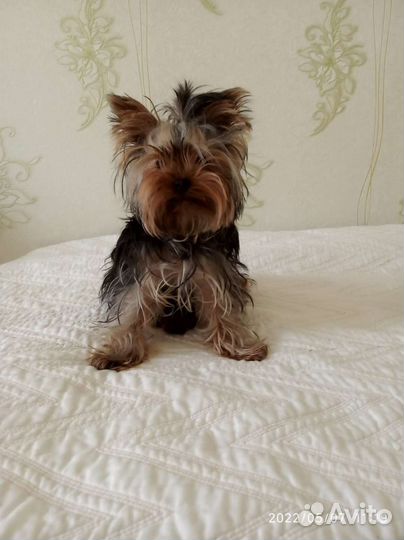 Домашняя индивидуальная передержка собак