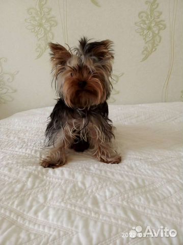 Домашняя индивидуальная передержка собак