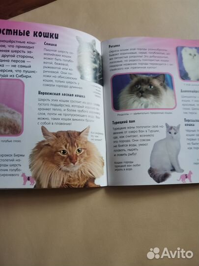 Кот-шоу журнал новый