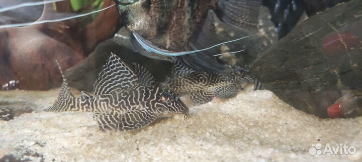 Красные попугаи, номерные сомы