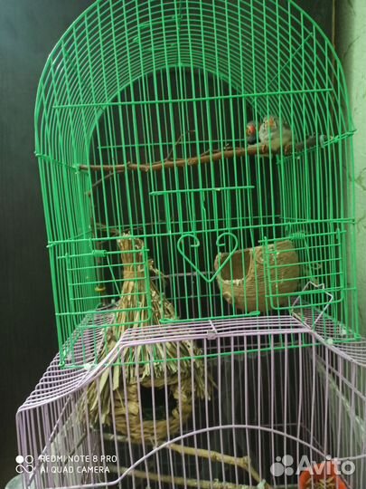 Птицы амадины