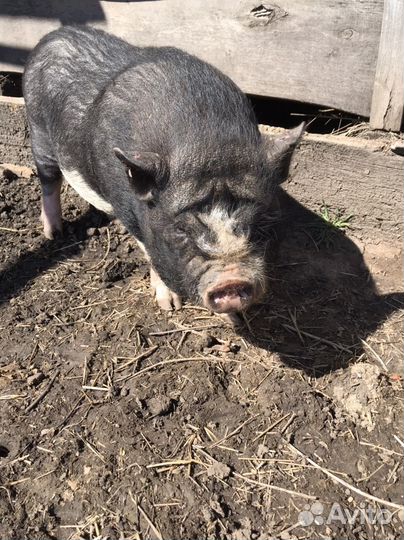 Хряк услуги на племя Вьетнамской породы