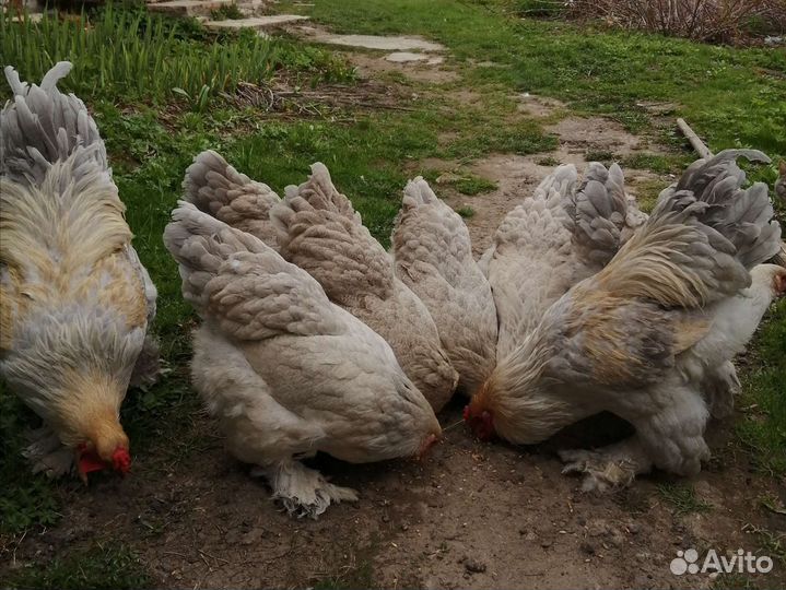 Яйцо икубационное Брама Изабель