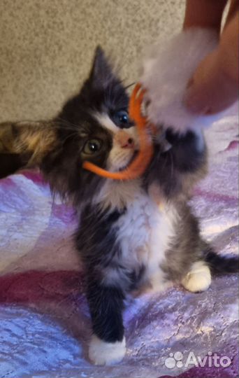 Котёнок Домовёнок