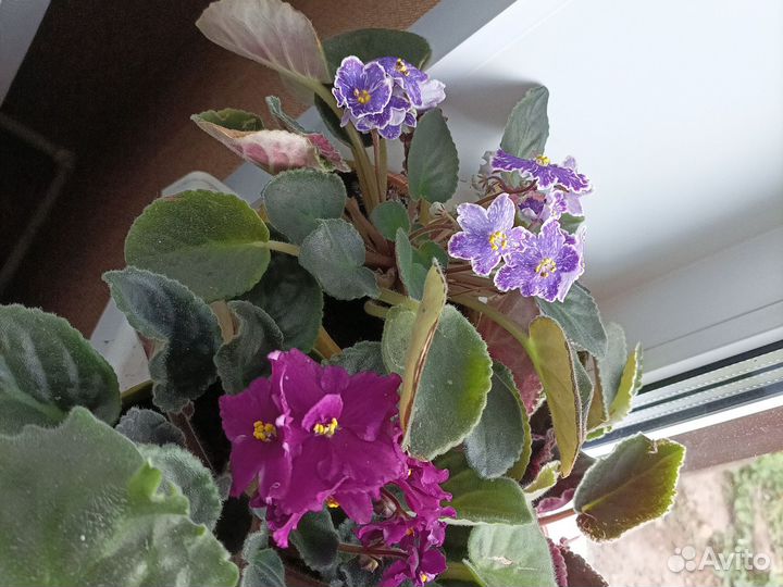 Фиалки очень к