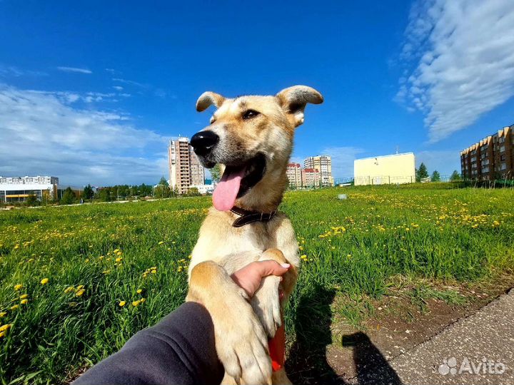 Собаки бесплатно в добрые руки