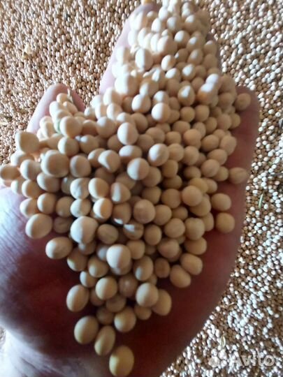 Горох кормовой