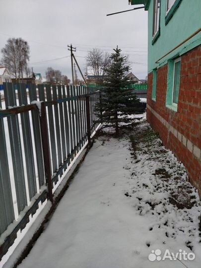 Ель голубая