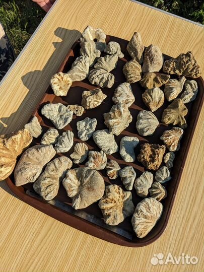 Редкая окаменелость, океан Тетис, 50 млн. лет