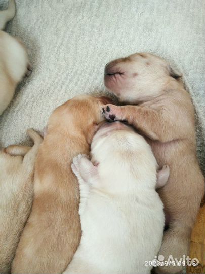 Щенки лабрадора