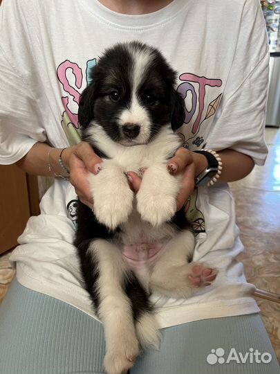 Щенки в добрые руки