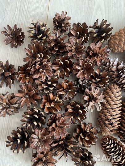 Шишки сосновые для творчества
