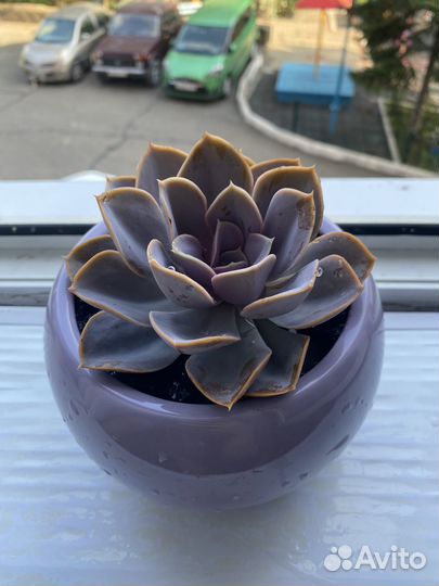 Суккуленты