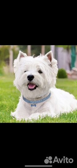 Ошейники для мал и средних собак и кошек