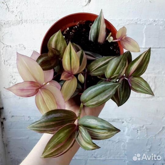 Традесканция. 10 видов. Комнатные растения