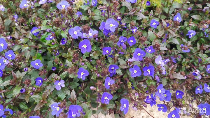 Каменная роза (молодило), гвоздика, вероника