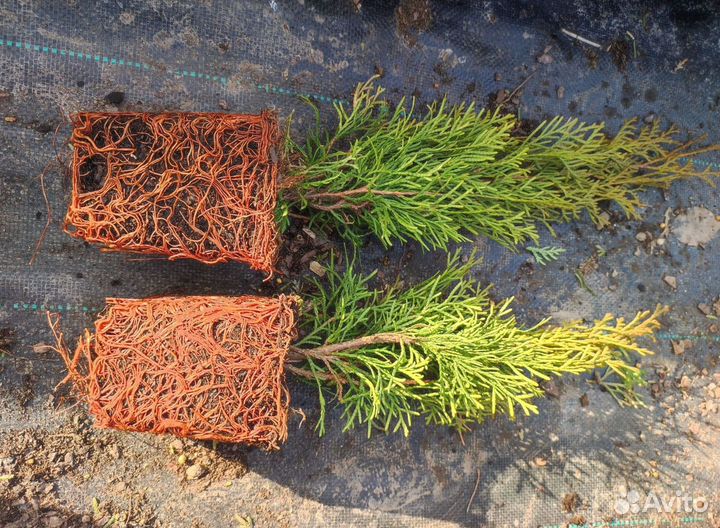 Туя Смарагд горшок Р9