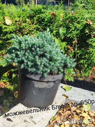 Можжевельники