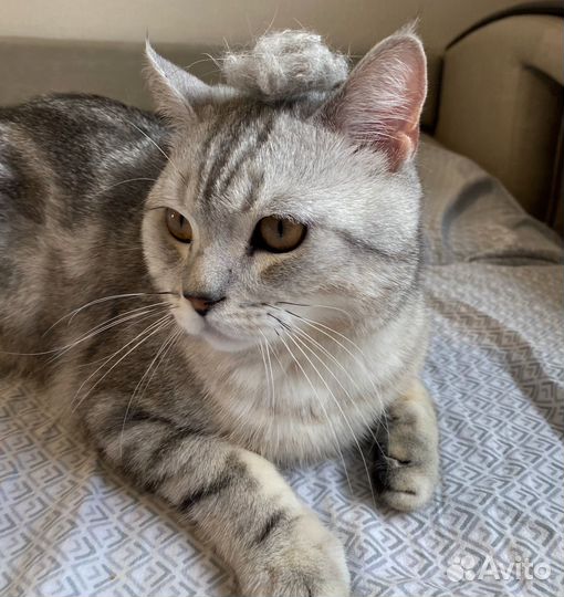 Шотландский кот на вязку