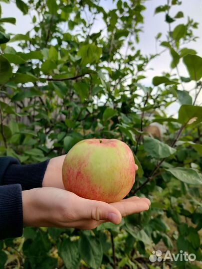 Саженцы плодовых деревьев