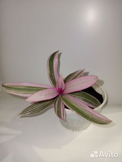 Традесканция Зебрина, Колеус