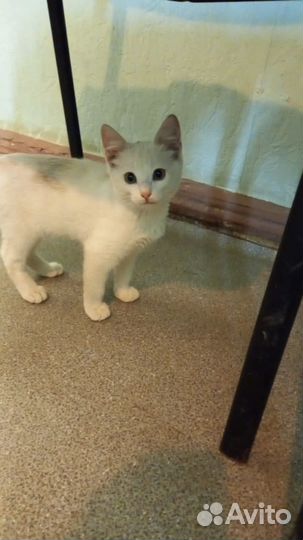 Кошки в добрые руки