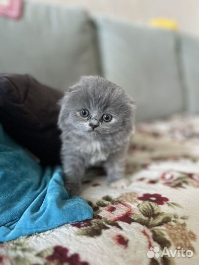 Шотландский вислоухий котенок
