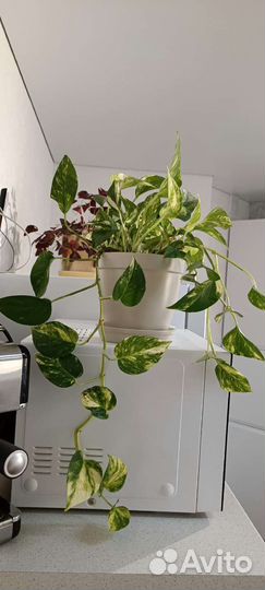 Сциндапсус